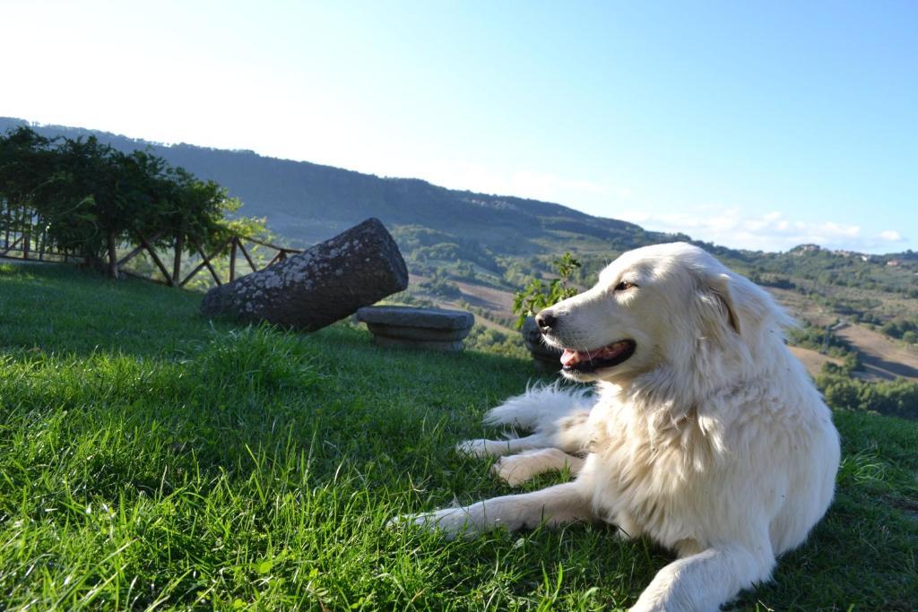 Agriturismo Lapone ออร์เวียโต ภายนอก รูปภาพ